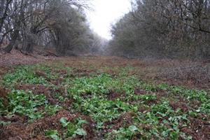 Pohľad na časť TML Čenkovské rameno, t. času bez vody. Foto: 13.11.2025, J.Lengyel.
