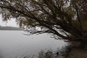 TML Ústie Váhu do Dunaja, foto: 13.11.2025, J.Lengyel.