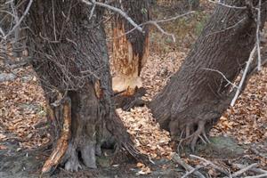 Vŕby (Salix, sp.) ohryzené bobrami, C.fiber. TML Ústie Váhu do Dunaja, foto: 13.11.2025, J.Lengyel.