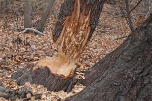 Ohryz vŕby (Salix, sp.) bobrami, C. fiber, TML Ústie Váhu do Dunaja, foto: 13.11.2025, J.Lengyel.