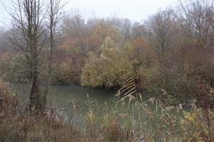 TML Číčovské rybníky, pohľad na V periferný kanál s pobr. porastami. Foto: 12.11.2025, J.Lengyel.