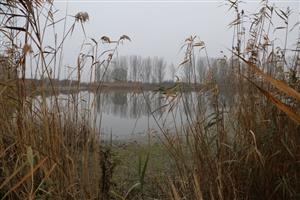 TML Číčovské rybníky, pohľad na južný rybník s pobr. porastami. Foto: 12.11.2025, J.Lengyel.