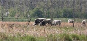 Pohľad na sv močiarnu časť TML Žitavský luh, ilustrač. foto: 8.4.2025, J.Lengyel.