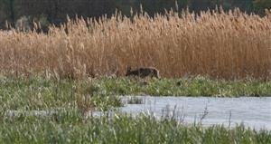 Pohľad na jv močiarne časti, TML Žitavský luh. Ilustračné foto: 8.4.2025, J.Lengyel.