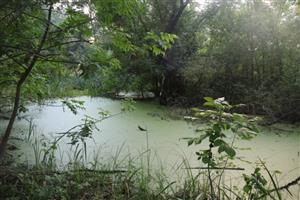 TML Alúvium Nitry, časť Martovce, mokrade v inundácii. Foto: 18.8.2025, J.Lengyel.