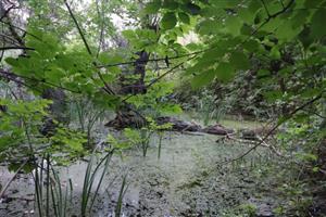 TML Alúvium Nitry, časť Martovce, mokrade v inundácii. Foto: 18.8.2025, J.Lengyel.