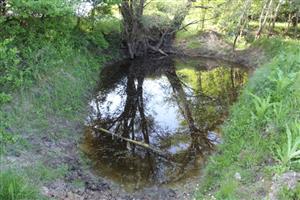 Pohľad na jazierko v TML Akomáň-slaniská, JV časti. Foto: 20.5.2025, J.Lengyel.