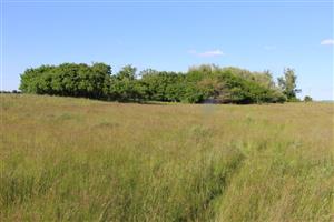 Pohľad na JV časti TML slaniská Akomáň, lesík s jazierkom. Foto: 20.5.2025, J.Lengyel.