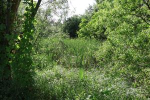 Pohľad na časť TML Karáb, foto: 3.6.2025, J.Lengyel.