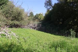 Pohľad na časť TML Komjatice s ramenom Nitry časť s period. zaplav. pobr. mokradiami. Foto: 9.9.2025, J.Lengyel.