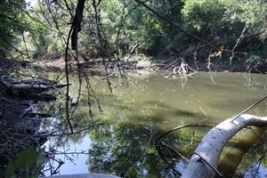 Pohľad na časť TML Komjatice s jazierkom na zazemňujúcom sa rameni. Foto: 9.9.2025, J.Lengyel.