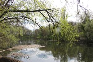 Pohľad na časť TML Klátovské rameno, pri vod. mlyne. Foto: 14.4.2025, J.Lengyel.