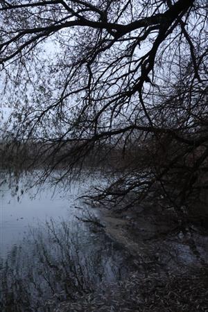Pohľad na časť TML Kľúčovecké rameno v čase zimnej záplavy. Foto: 26.11.2025, J.Lengyel. Pobr. luž.lesy.