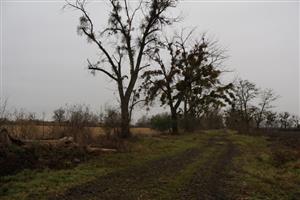 TML Zemné, časť Palárikovo, Piková, topoľ.alej pri J cípe Palárik. bažantnice, foto: 21.11.2025, J.Lengyel.