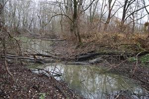 TML Zemné, časť Palárikovo, lužný lesík s jazierkami pri J cípe Palárik. bažantnice. Foto: 21.11.2025, J.Lengyel.