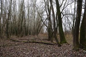 TML Zemné, časť Palárikovo, lužný lesík s jazierkami pri J cípe Palárik. bažantnice. Foto: 21.11.2025, J.Lengyel.