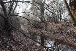 TML Zemné, časť Palárikovo, Palárikovský potok, za Pikovou. Biotop s pravidelným výskytom M.martes. Foto: 26.11.2025, J.Lengyel.