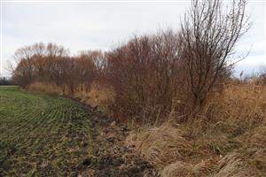 TML Zemné, časť meander k.ú. Zemné, pri Komočskom kanály. Foto: 26.11.2025, J.Lengyel.