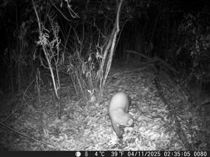 Martes martes, TML Zemné, remízka, Palárikovo (Dlhý kanál).Foto z videa. 4.11.2025, fotopasca: J.Lengyel.