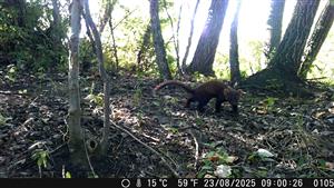 Martes martes, TML Zemné, lužný lesík s meandrom, pri PD Piková, Palárikovo.Foto z videa, 23.8.2025, fotopasca: J.Lengyel.