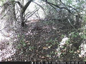 Martes martes, TML Zemné, remízka, Palárikovo (Dlhý kanál).Foto z videa. 3.10.2025, fotopasca: J.Lengyel.