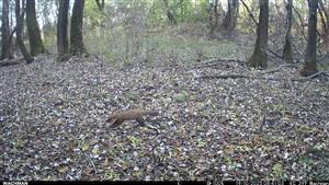 Martes martes, TML Zemné, časť Palárikovo, lužný lesík pri bažantnici, jej J cípe.19.10.2025, fotopasca (J.Lengyel).