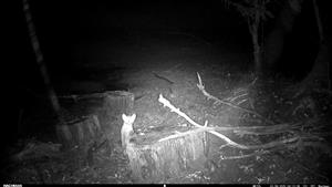 Martes martes, lužný lesík s jazierkami pri J cípe Palárik. bažantnice. Foto z videa, 2.8.2025 (fotopasca: J.Lengyel).