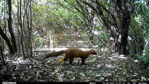 Martes martes, foto z videa, TML Zemné, časť Palárikovský potok, 23.8.2025 (fotopasca: J.Lengyel).