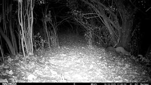 Martes martes, TML Zemné, časť Palárikovský potok, foto z videa, 18.10.2025 (fotopasca: J.Lengyel).