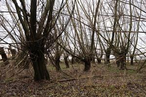 TML Zemné, časť meander k.ú. Zemné, pri Komočskom kanály. Foto: 26.11.2025, J.Lengyel.