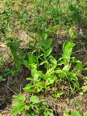 Cypripedium Calceolus v okolí TMP