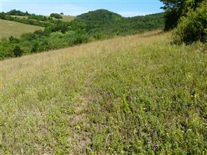 Pohľad na lokalitu s hojnejším porastom Thymus sp v dolnej časti TML ...hore fúka :)