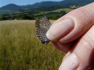 Pseudophilotes vicrama