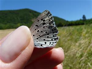 Maculinea arion - zaznamenaný na okraji TML