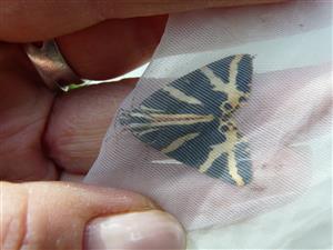 Callimorpha quadripunctaria