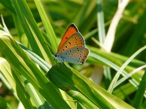 Lycaena dispar 