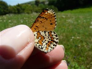 Melitaea didyma  2. gen - zaujimavý nález 