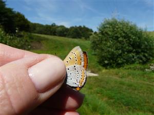 Lycaena dispar 