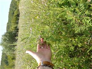 Pohľad na lokalitu s inváznym druhom - Ambrozia palinolistá 