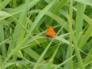 Lycaena dispar 