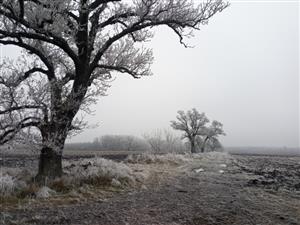 TML Zemné, časť Palárikovo, za Žofiou. Jaseňové aleje a polia. Foto: 1.1.2025, J.Lengyel.
