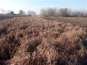 TML Zemné, časť Palárikovo, Piková, pri bývalom PD. Foto: 14.1.2025, J.Lengyel.