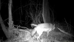 Ad. jedinec C. aureus, TML Zemné, časť Palárikovo, lužný lesík s jazierkami, pri Palárik. bažantnici.28.1.2025, foto z videa, fotopasca: J.Lengyel.