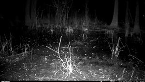 V pozadí ad. jedinec C.aureus, prechádza cez vodu, lužný lesík s jazierkami pri J cípe Palárik. bažantnice, TML Zemné, časť Palárikovo, foto z videa, 12.3.2025 (fotopasca: J.Lengyel).