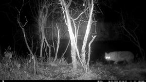 Ad. jedinec C.aureus, TML Zemné, časť Palárikovo, Palárik.potok, Za Pikovou.Foto z videa: 8.1.2025 (fotopasca: J.Lengyel).