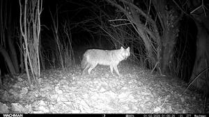 Ad. jedinec C.aureus, TML Zemné, časť Palárikovo, Palárik.potok, Za Pikovou.Foto z videa: 1.2.2025 (fotopasca: J.Lengyel).