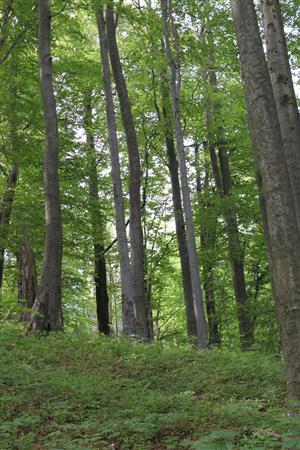 TML Hodrušská hornatina_TMP1