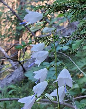 Adenophora Liliifolia