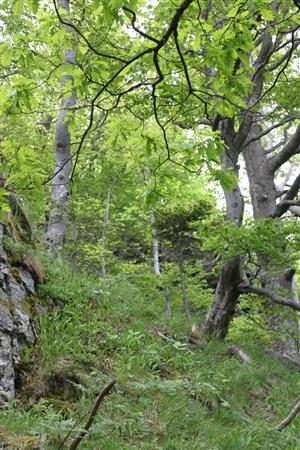 TML Hodrušská hornatina_TMP2