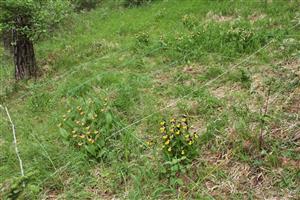 TML_122_Okruhly Les_2014